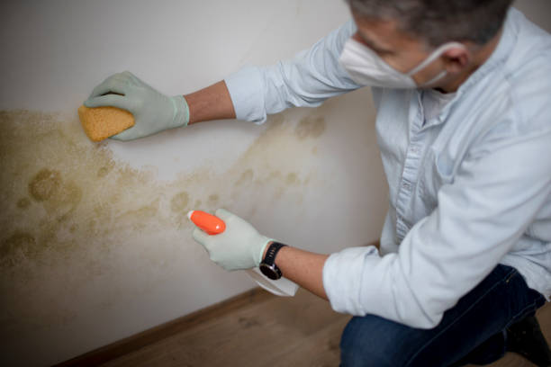 Best Basement Mold Removal  in Henagar, AL